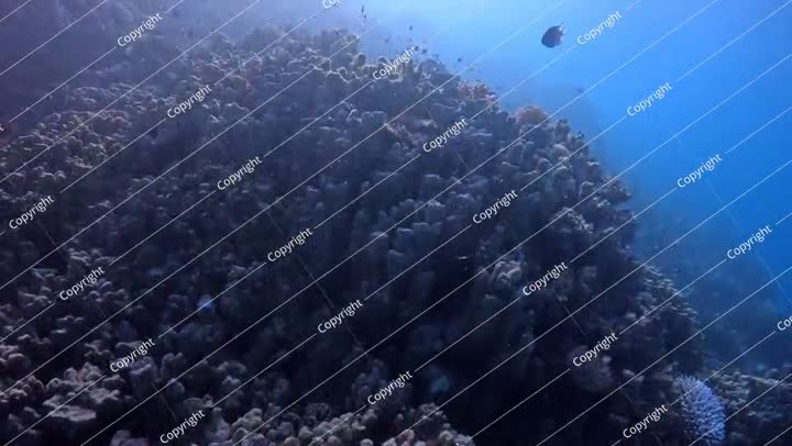 بحر استوائي عميق عكر، وشعاب مرجانية فموية وأسماك حمراء سباحة (أنثياس)