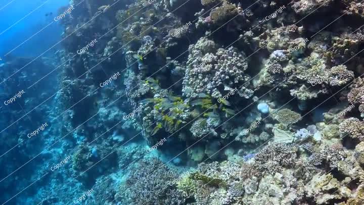 الشعاب المرجانية الملونة الصحية، والسباحة الطويلة حول الشعاب المرجانية