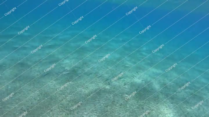 Predator fish - barracuda swimming in the blue green bay