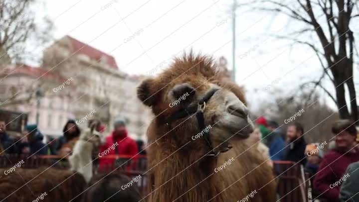 A camel chewing on straw, captured in a lively outdoor setting with people in th