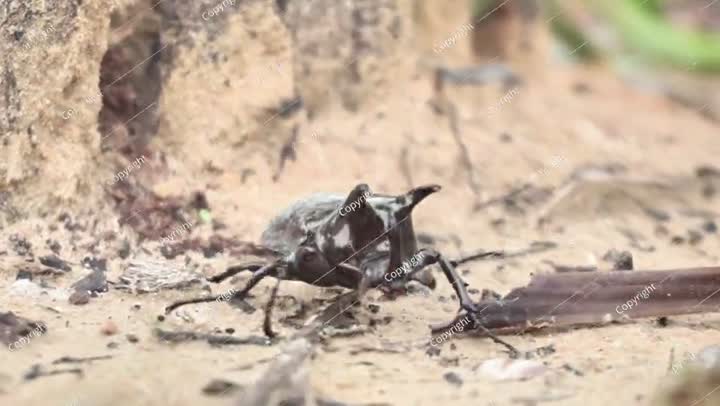 Rhinoceros Beetle Walking on Sandy Ground After Morning Rain