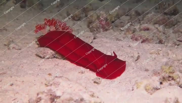 الحلزون البحري الأحمر الكبير (الراقص الإسباني، Hexabranchus sanguineus)