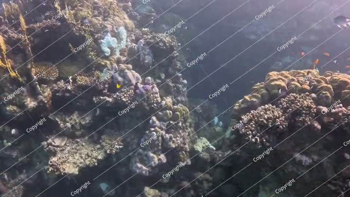 الشعاب المرجانية الملونة في البحر، وأسماك الشعاب المرجانية المتنوعة تسبح