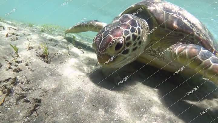 Green sea turtle eating sea grass, close up. Slow motion video footage