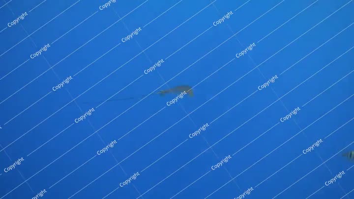 سمكة الراي النسر المرقطة تسبح في البحر الأزرق