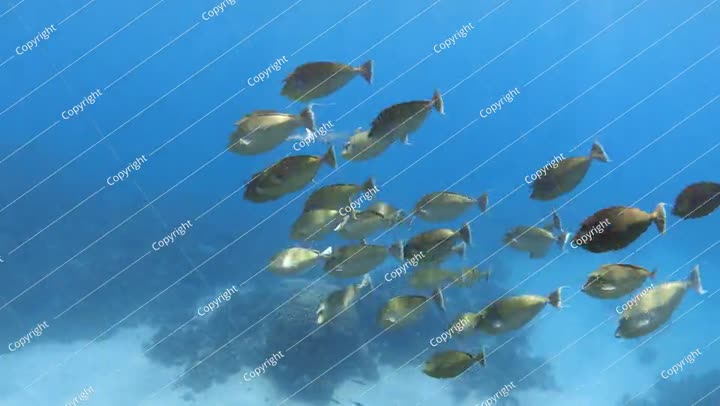Underwater landscape with school of bluespine unicornfish fishes