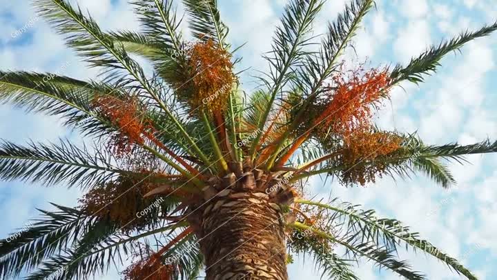 ثمار تمر ناضجة على أغصان شجرة نخيل، فينيكس داكتيليفيرا