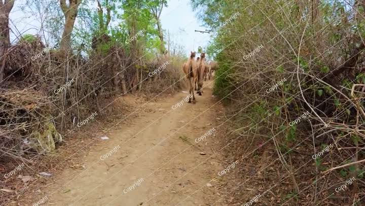 Group of dromedary walking forest road
