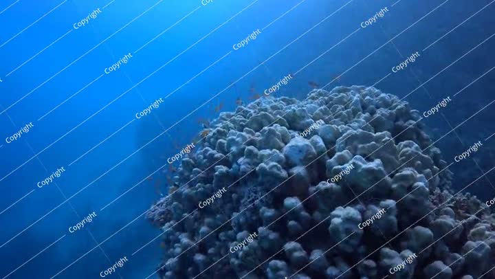 الشعاب المرجانية والأسماك، والحياة البحرية على الشعاب المرجانية. الحياة البرية المهددة بالانقراض في البحر.