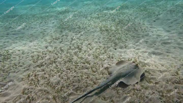 فيديو لسمكة الراي السباح. سمكة الراي الشريطية ذات البقع الزرقاء (Taeniura lymma)