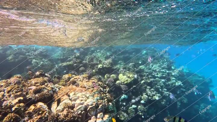 الغوص مع مجموعة الأسماك (رقيب المحيطين الهندي والهادئ)