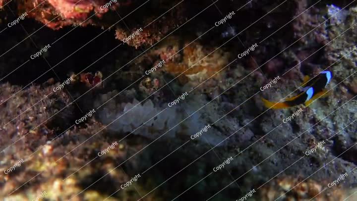 Red Sea anemonefish (Amphiprion bicinctus) and bubble-tip anemone