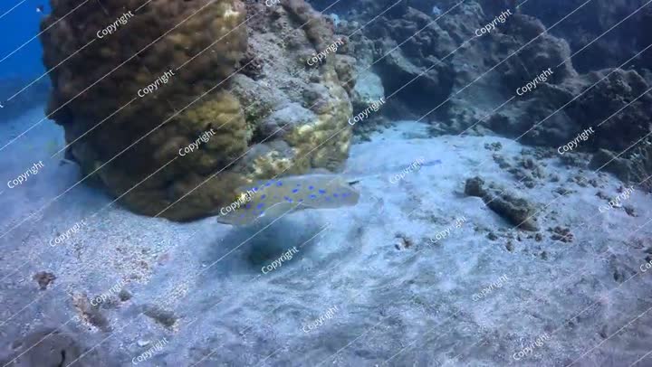 الشعاب المرجانية وأسماك الراي تسبح من قاع البحر. الحياة البحرية الاستوائية