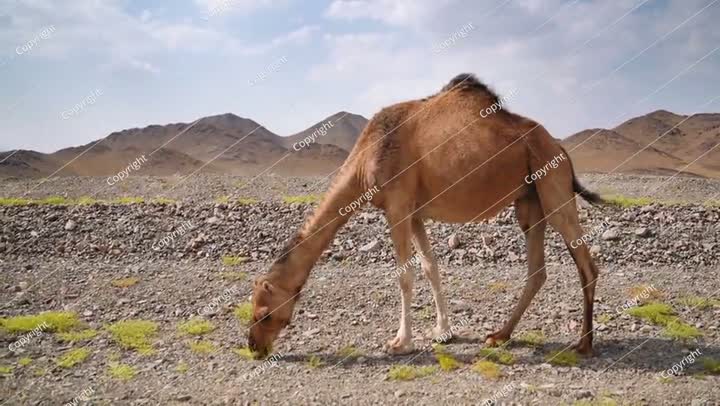 Light brown camel grazing on small grass patches in arid desert, small hill..