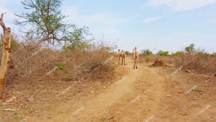 مجموعة من الجملونات تمشي على طريق القرية