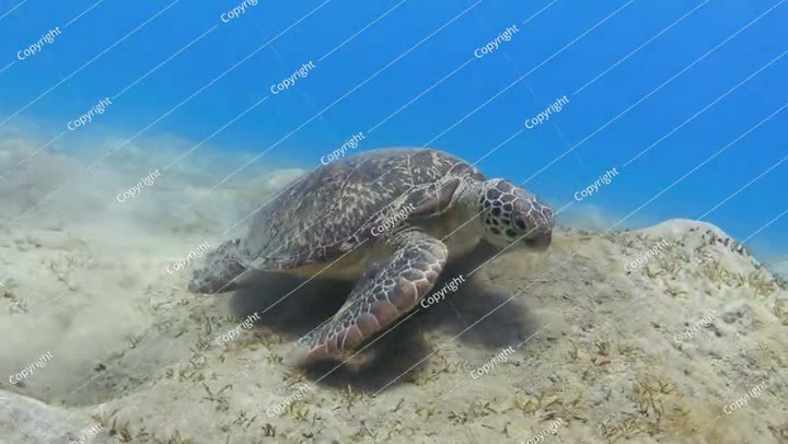 سلحفاة بحرية خضراء تتغذى على عشب البحر في قاع المحيط، لقطات فيديو بدقة 4K