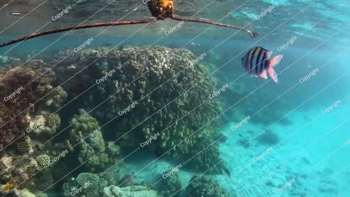 الشمس، الحبال، والعوامات، الحياة البحرية والأسماك. فيديو تحت الماء