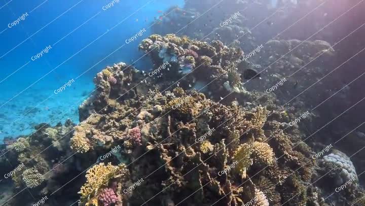 المحيط الأزرق الاستوائي والشعاب المرجانية النابضة بالحياة والأسماك الحمراء السباحة