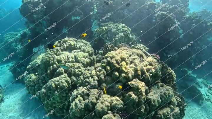 Coral reef in the sea, tropical water, swimming reef fish