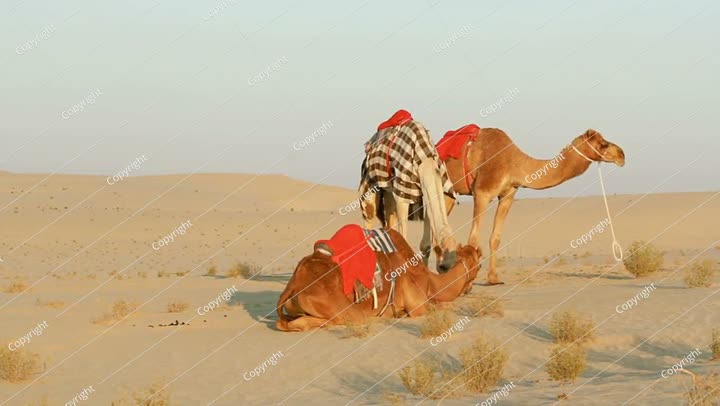 Three saddled camels in the desert waiting for riders