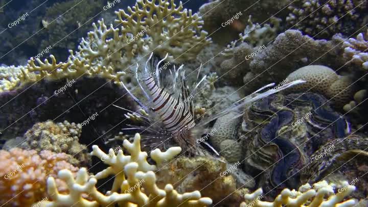 سمكة النار الشيطانية الصغيرة (بتروا مايلز) بالقرب من الشعاب المرجانية. سمكة الأسد الشائعة