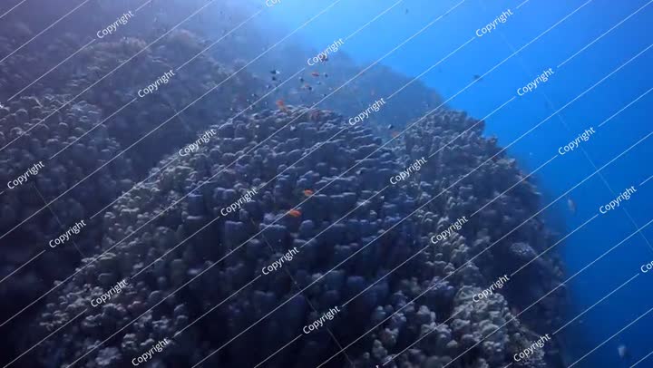 أسماك وشعاب مرجانية في البحر الأزرق. شعاب مرجانية في محيط عكر.