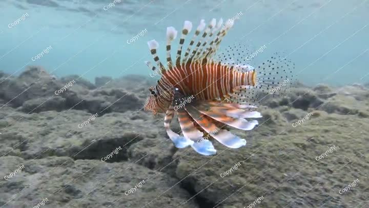 سمكة الأسد الحمراء تسبح في البحر الاستوائي