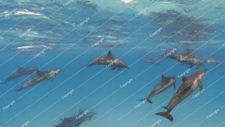 دلافين سبينر في البحر الأزرق تحت الماء