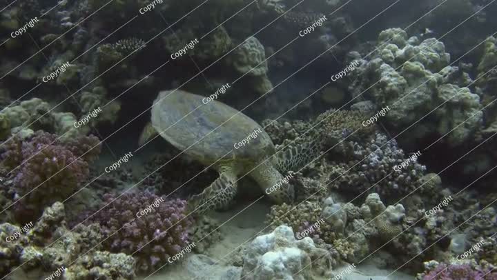 سلحفاة منقار الصقر تتغذى على الشعاب المرجانية