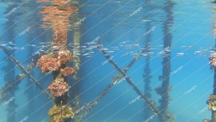 Underwater landscape of coral-covered jetty piles with a school of silver fish