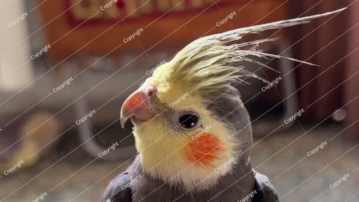 طائر كوكاتيل أليف لطيف ذو ريش ملون وتاج نابض بالحياة داخل إيران