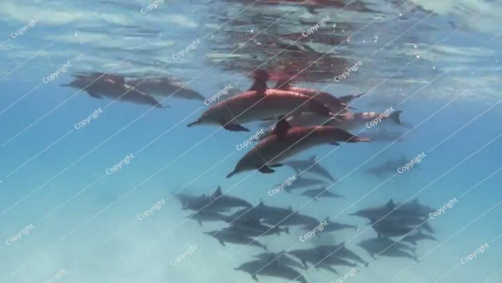 مجموعة من الدلافين الدوارة في البحر تحت الماء