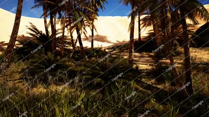 واحة النخيل في الصحراء