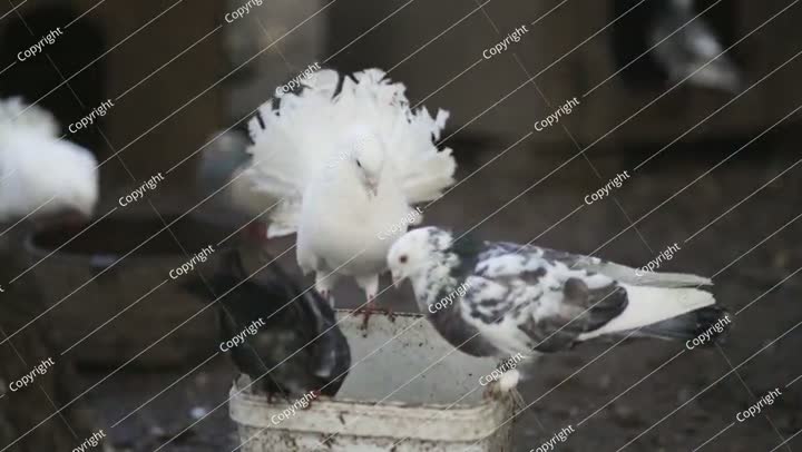 حمامة هندية غريبة ذات ذيل مروحي في قفص أسير