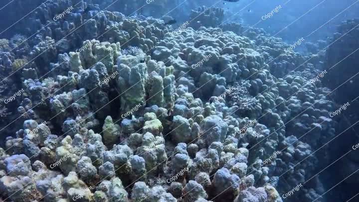 Coral reef in the murky deep sea, tropical sea, various swimming reef fish