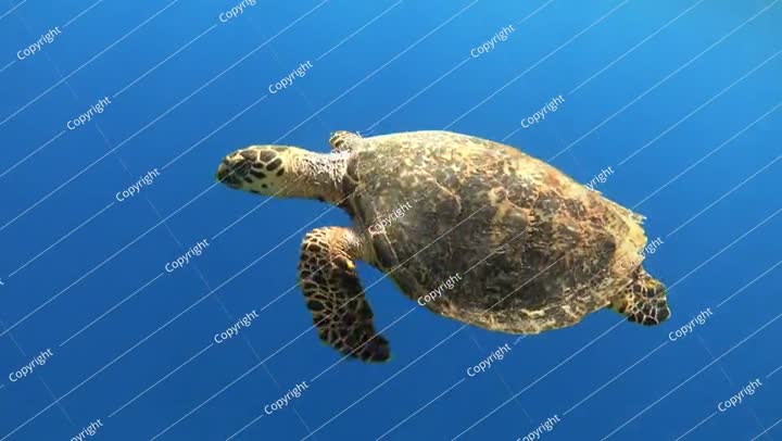 سلحفاة بحرية تسبح في البحر الأزرق تحت الماء، لقطات فيديو بدقة 4K