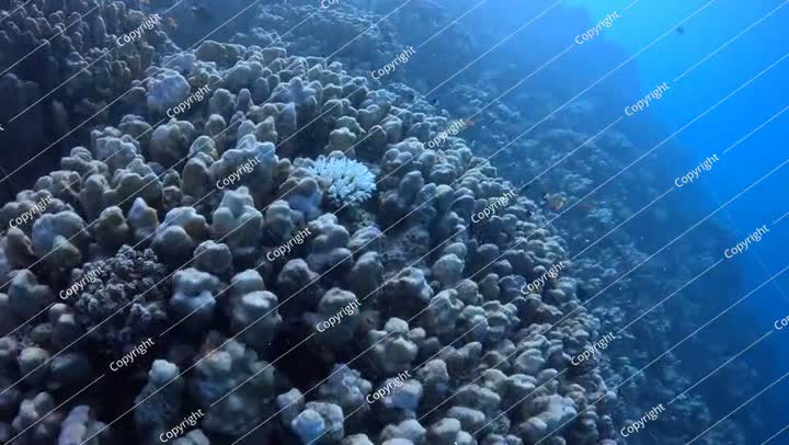 بحر استوائي أزرق داكن قاتم، وشعاب مرجانية وأسماك حمراء سباحة من نوع أنثياس