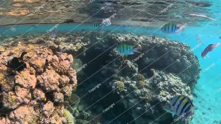 Water surface, marine life and fish, underwater video