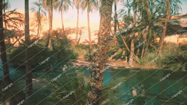 زراعة أشجار النخيل عند غروب الشمس