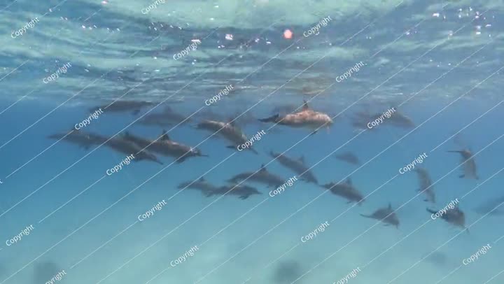 مجموعة من الدلافين الدوارة تسبح في البحر الأزرق تحت الماء