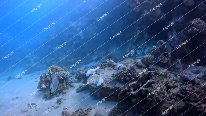 Shallow coral reef with the big swimming fish in the murky ocean