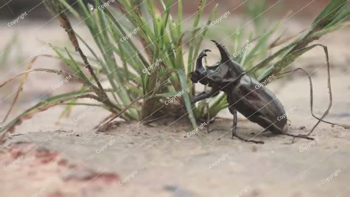 Rhinoceros Beetle Walking on Sandy Ground After Morning Rain