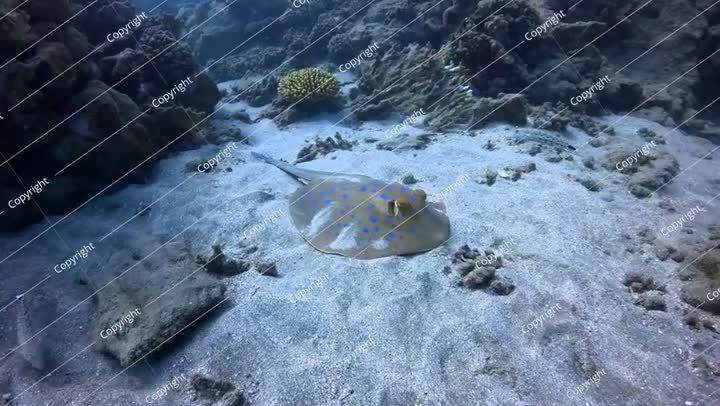 Spotted sea animal - ray on the seabed video. The bluespotted ribbontail ray