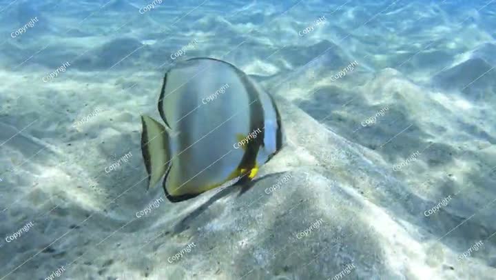 Batfish swims above the sandy seabed. Spadefish in the sea