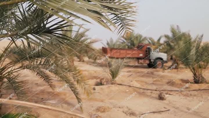 فيديو لشاحنة قديمة في مزرعة نخيل في المملكة العربية السعودية