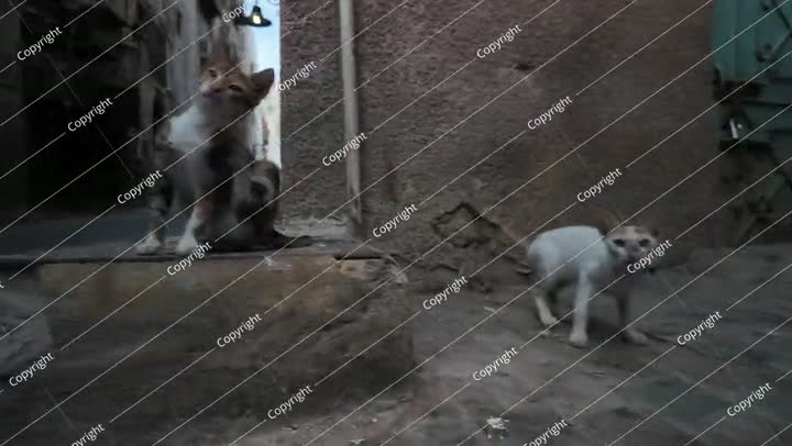 Stray cats roaming the streets of Jeddah, Saudi Arabia