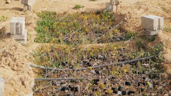 Sustainable Agriculture in Saudi Arabia