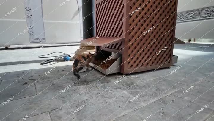 Stray cat eating from wooden pet food dispenser in Jeddah, Saudi Arabia