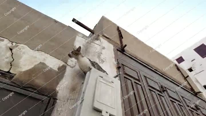 قطة ضالة تنزل الدرج في جدة، المملكة العربية السعودية