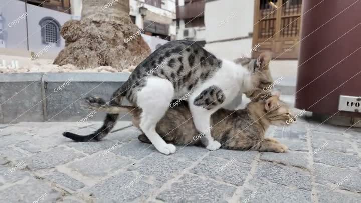قطط ضالة تتزاوج في شوارع جدة، السعودية